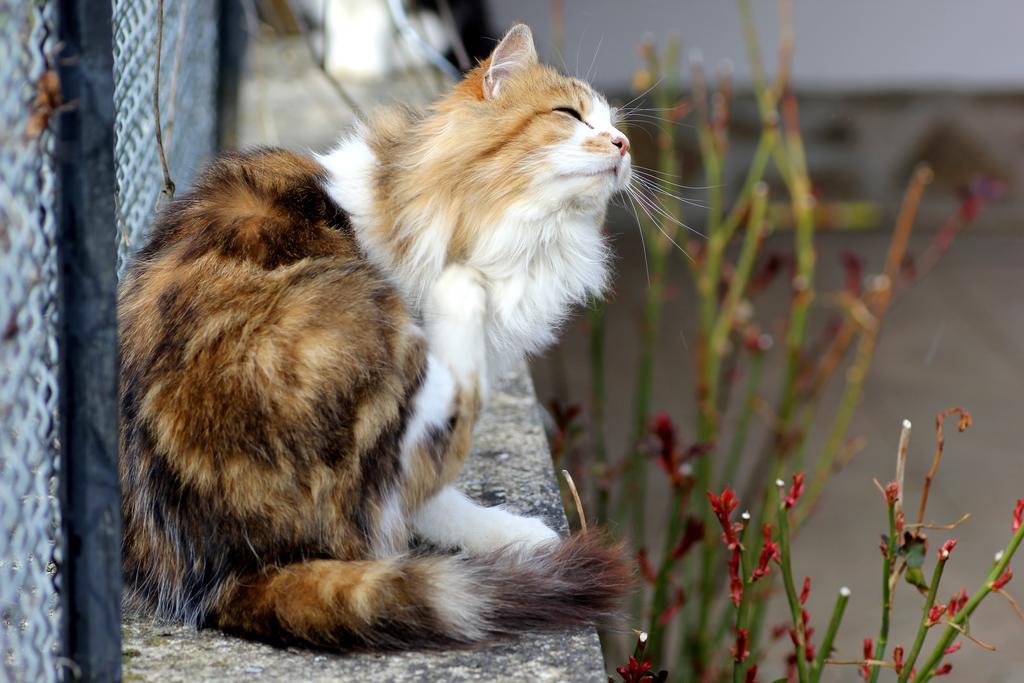 La Maison Des Chats Saint-Mary-le-Plain 외부 사진
