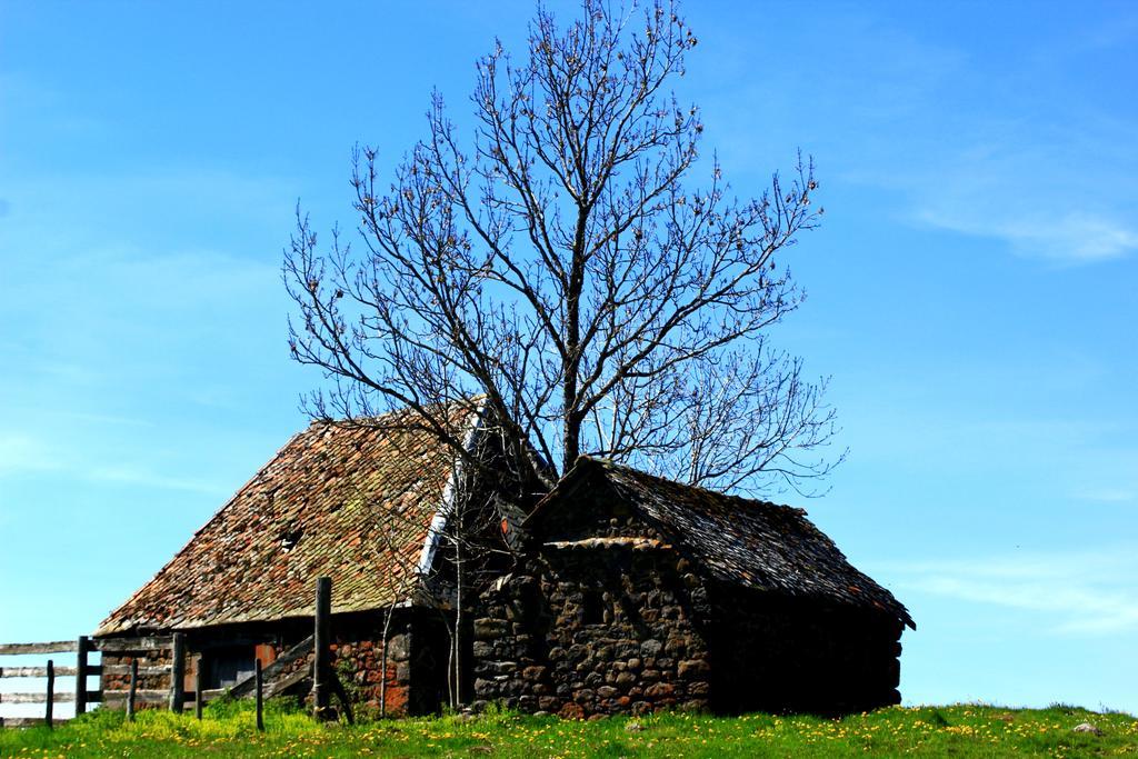 La Maison Des Chats Saint-Mary-le-Plain 외부 사진