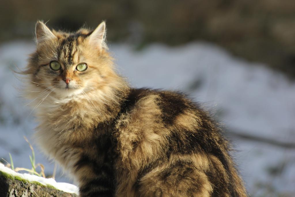 La Maison Des Chats Saint-Mary-le-Plain 외부 사진